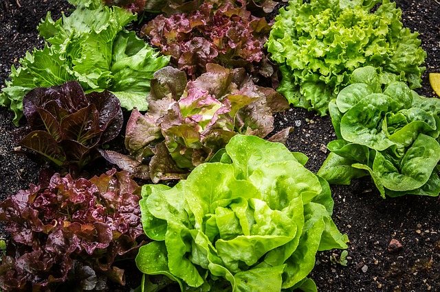 Vegetables growing in the garden