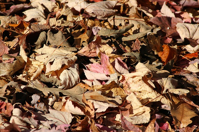 Composting Leaves