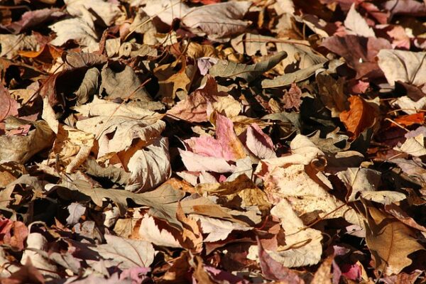 Organic Matter-Leaves