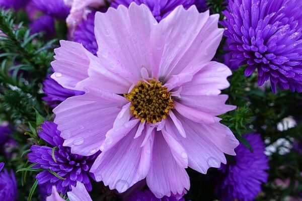 Purple Flowers