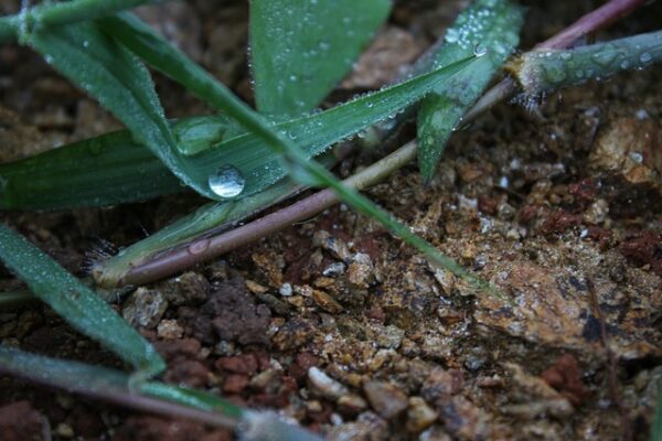 Water necessary in the soil