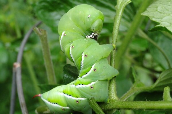 Bugs in the Garden