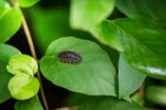 Pill Bugs on leaves