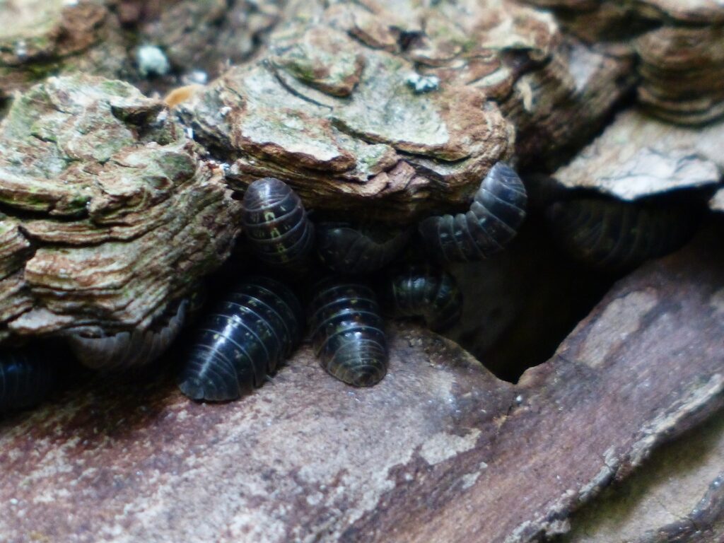 Pill bugs, Woodlice