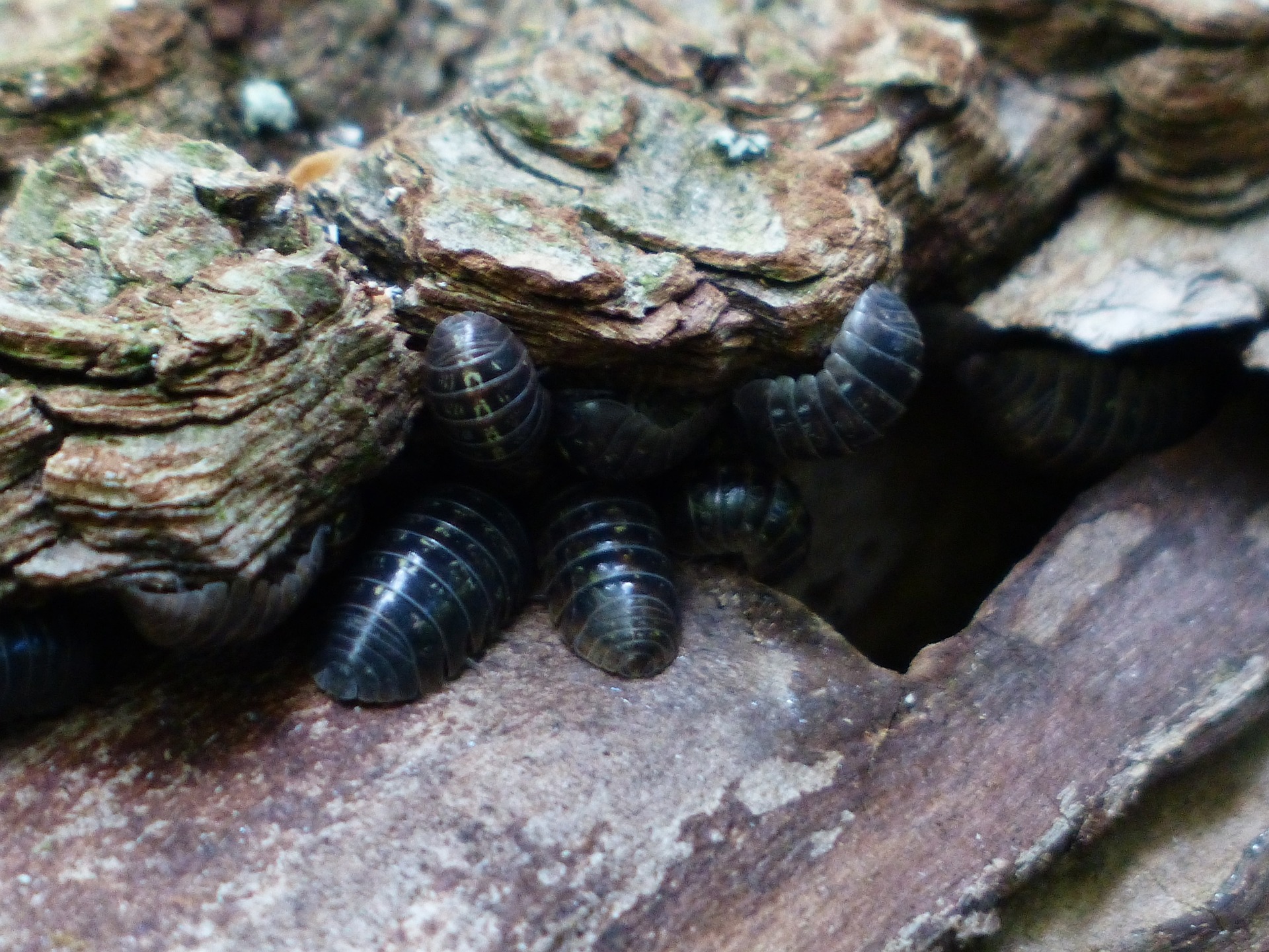 Let’s Learn About the Common Pill Bugs in Your Garden